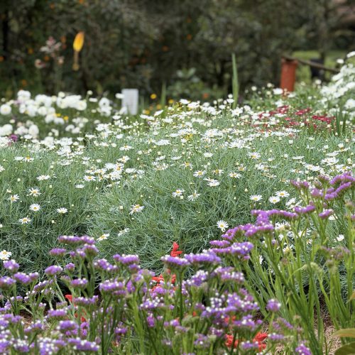 Campo de flores blancas y moradas en una finca silletera de Santa Elena