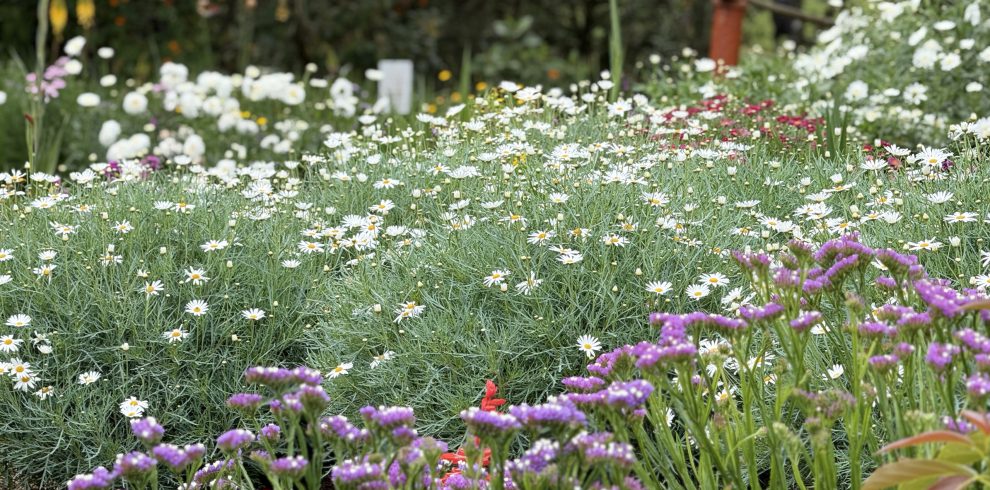 Campo de flores blancas y moradas en una finca silletera de Santa Elena