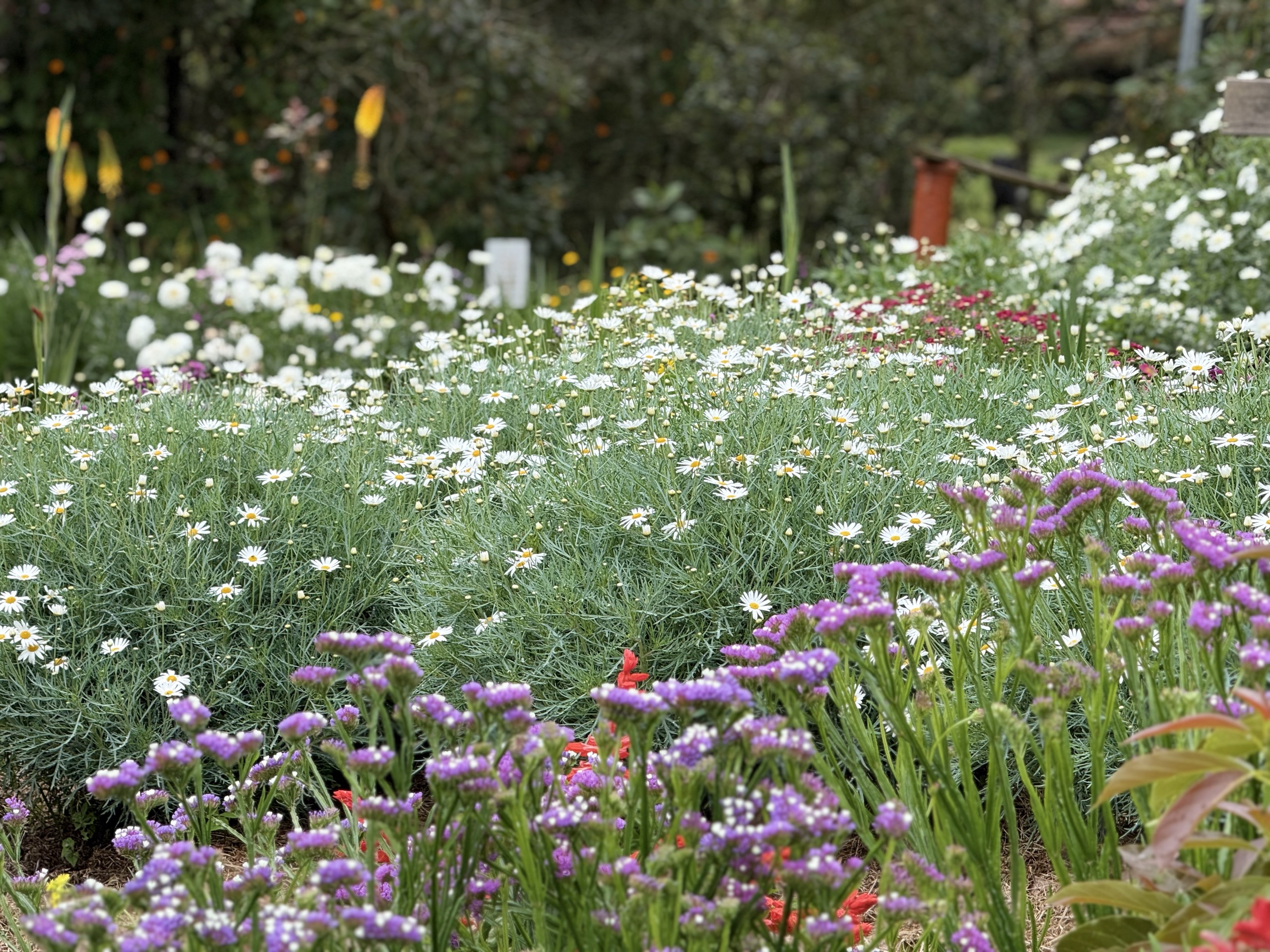 Campo de flores blancas y moradas en una finca silletera de Santa Elena